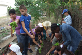 Nachhaltige Entwicklung als Bildungsauftrag - Wie urbane und schulische Gärten dazu beitragen 